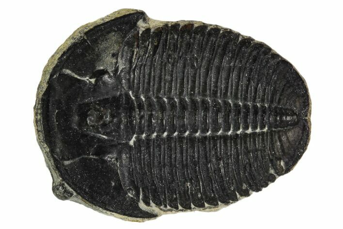 Elrathia Trilobite Fossil - Utah #108632